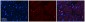 Ppara antibody - C-terminal region